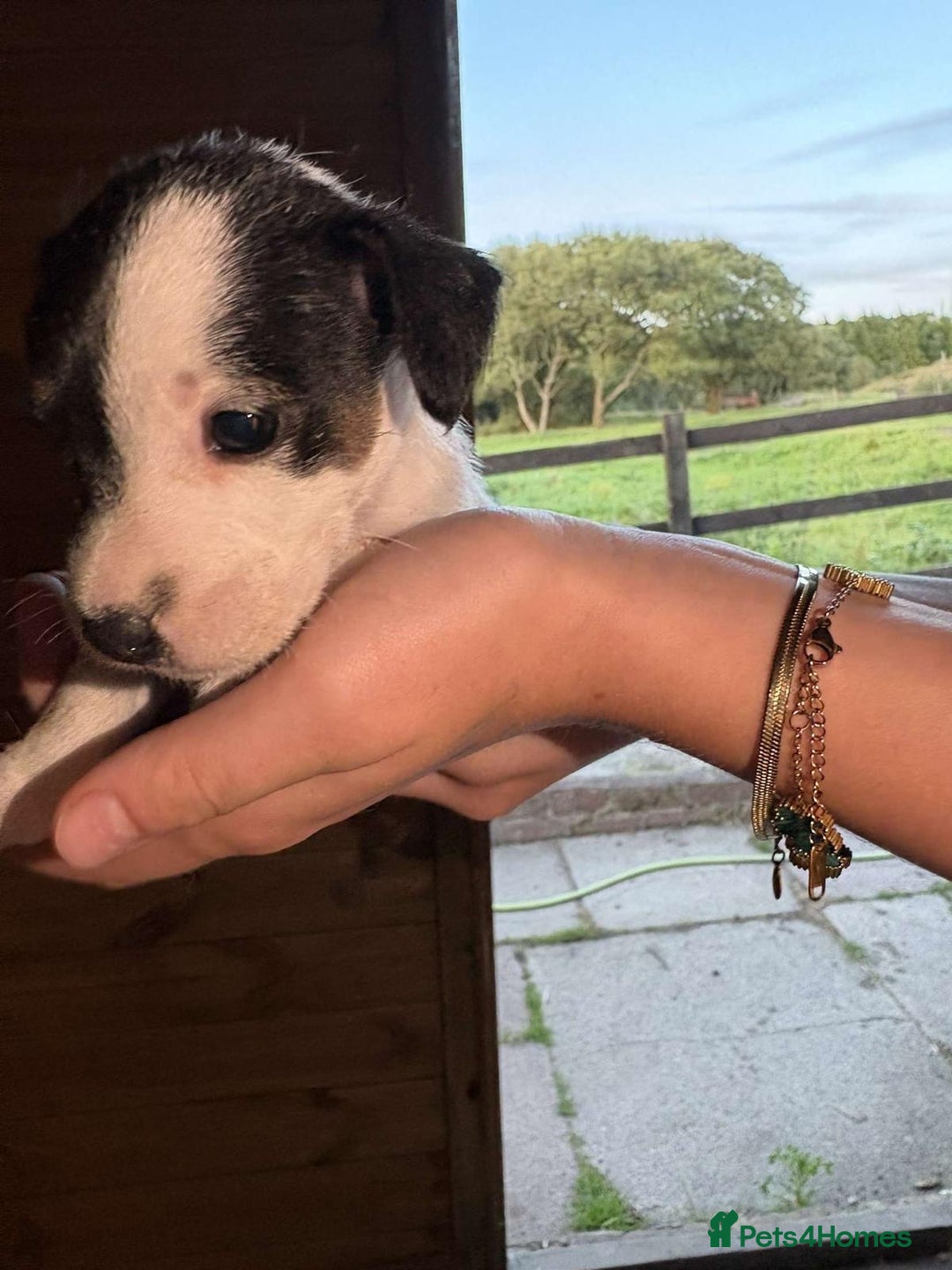 Jack Russell dogs for sale: Jack Russell puppies 5 boys left - Image 37