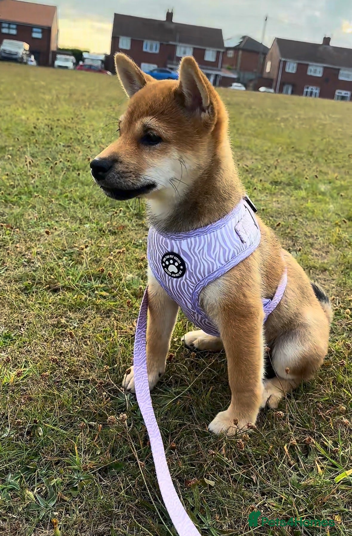 Japanese Shiba Inu dogs KC Registered Shiba Inu Male Puppy  - Advert 1