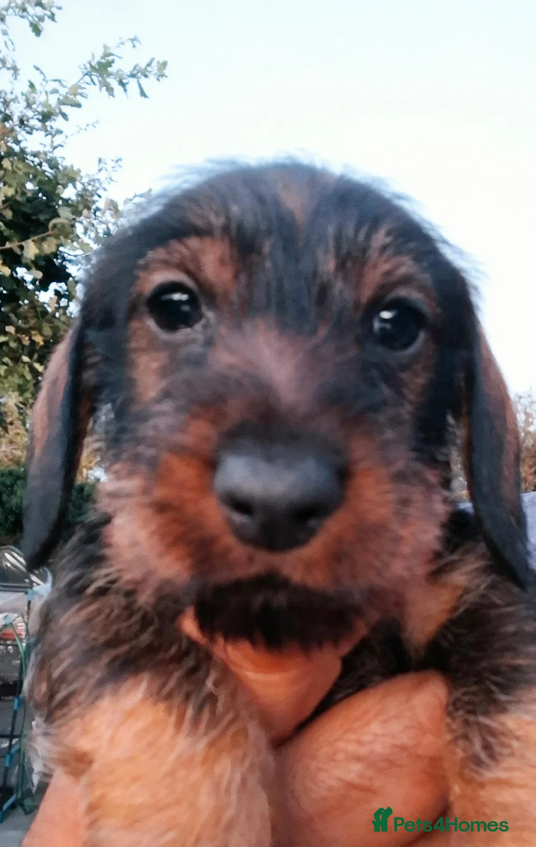Miniature Dachshund dogs for sale: Super-cute Pedigree Mini-Wire Dachshund Puppies  - Advert 17