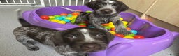German Wirehaired Pointer dogs for sale: Stunning litter of German Wirehaired Pointers  - Advert 3