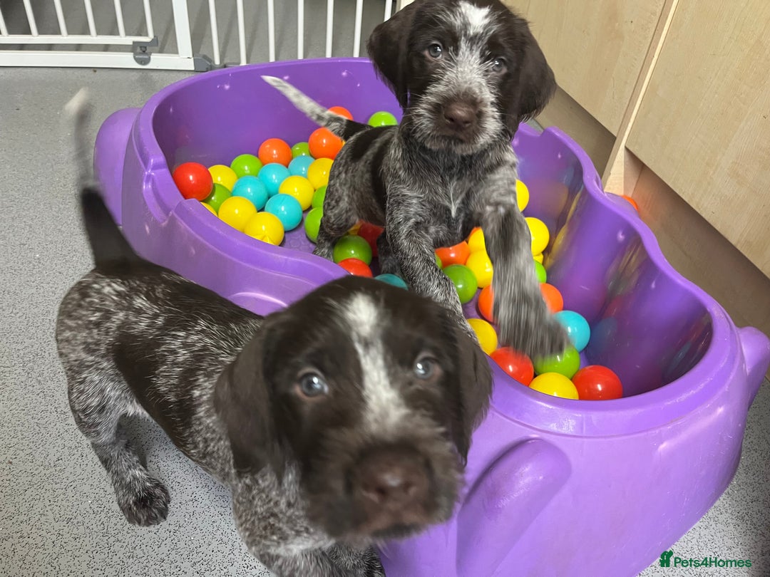 German Wirehaired Pointer dogs for sale: Stunning litter of German Wirehaired Pointers  - Advert 3