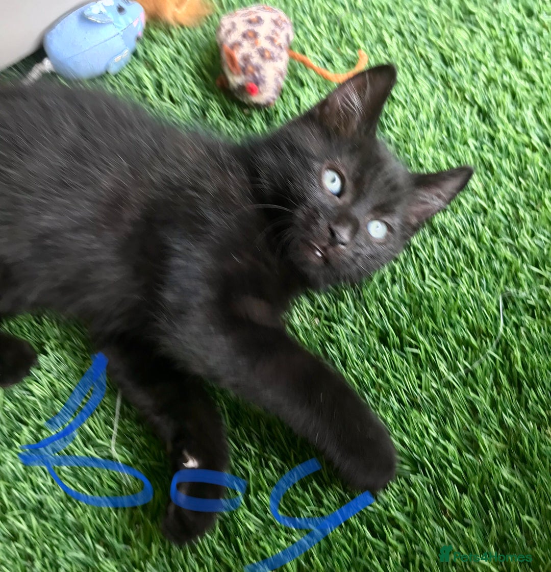 Mixed Breed cats for sale: 5 kitten’s available today  - Image 13