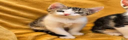 Mixed Breed cats for sale: 2 beautiful, well-socialized kittens  - Advert 18