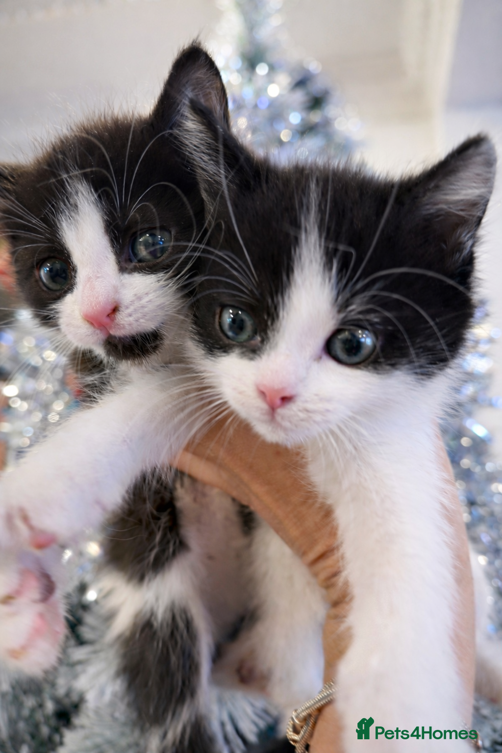 Mixed Breed cats Playful kittens 🐱 🩷 - Advert 9