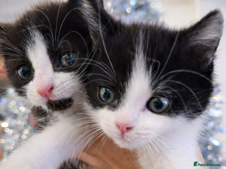 Mixed Breed cats Playful kittens 🐱 🩷 - Advert 9