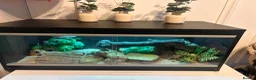 Leopard Gecko reptiles for sale: Leopard gecko and vivarium.  - Advert 10