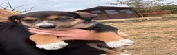 Mixed Breed dogs for sale: husky x huntaway x pups for sale in Wrexham - Advert 3