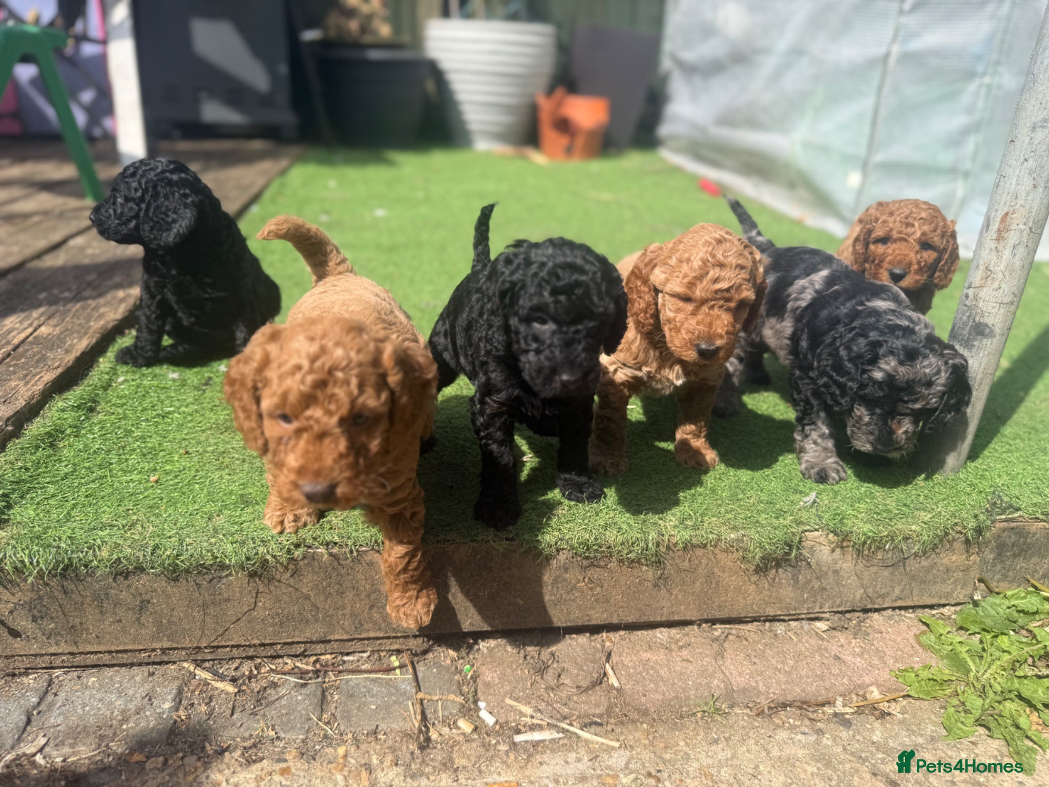 Cockapoo dogs Cockerpoo puppies F1B  - Advert 11