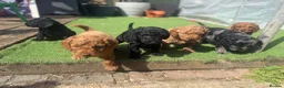 Cockapoo dogs for sale: Cockerpoo puppies F1B  - Advert 1