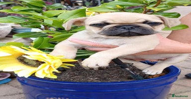 Frug dogs - Advert 4