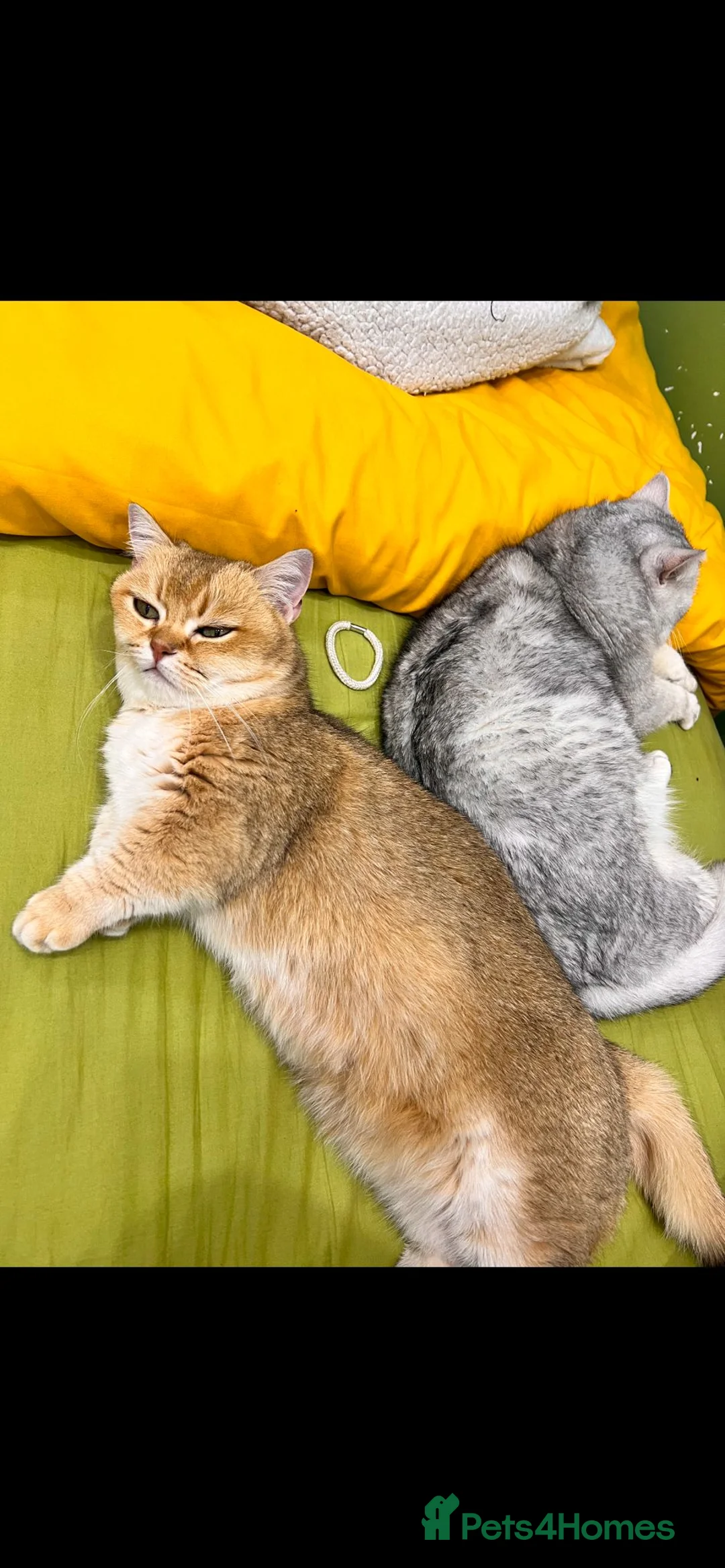 British Shorthair cats for stud: Gorgeous British Short Hair/Persian for Stud in Birmingham - Advert 5