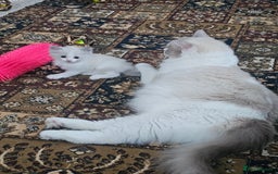 Ragdoll cats for sale: Ragdoll 2 girl🐈 and 3 boy🐈‍⬛. - Image 18
