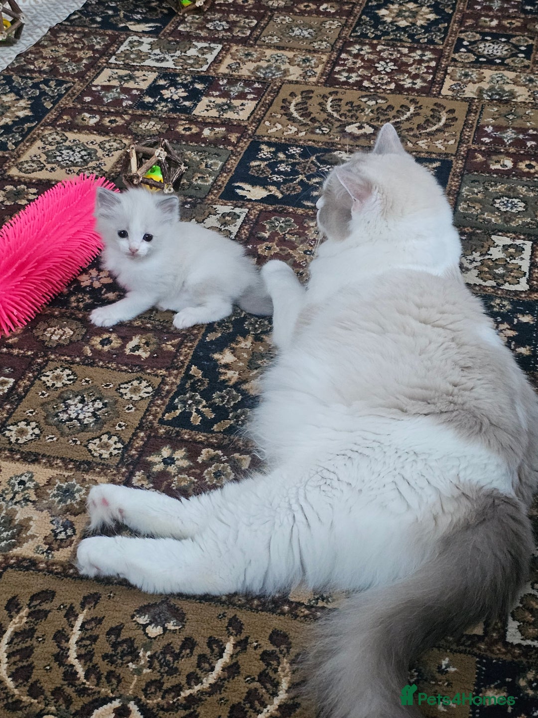 Ragdoll cats for sale: Ragdoll 2 girl🐈 and 3 boy🐈‍⬛. - Image 18