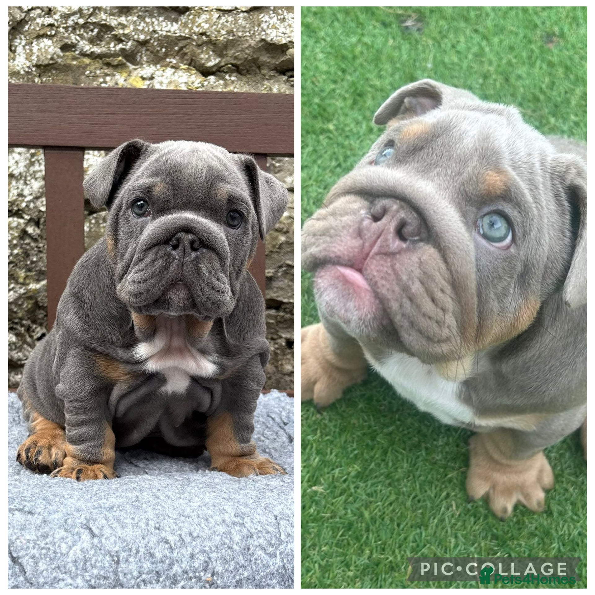 English Bulldog dogs KC Registered English bulldog puppies ready  💙❤️ - Advert 3