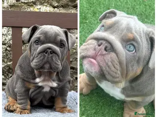 English Bulldog dogs KC Registered English bulldog puppies ready 💙❤️ - Advert 3