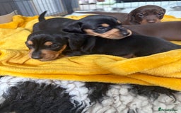 Miniature Dachshund dogs for sale: Miniature dachshund pups - Image 5