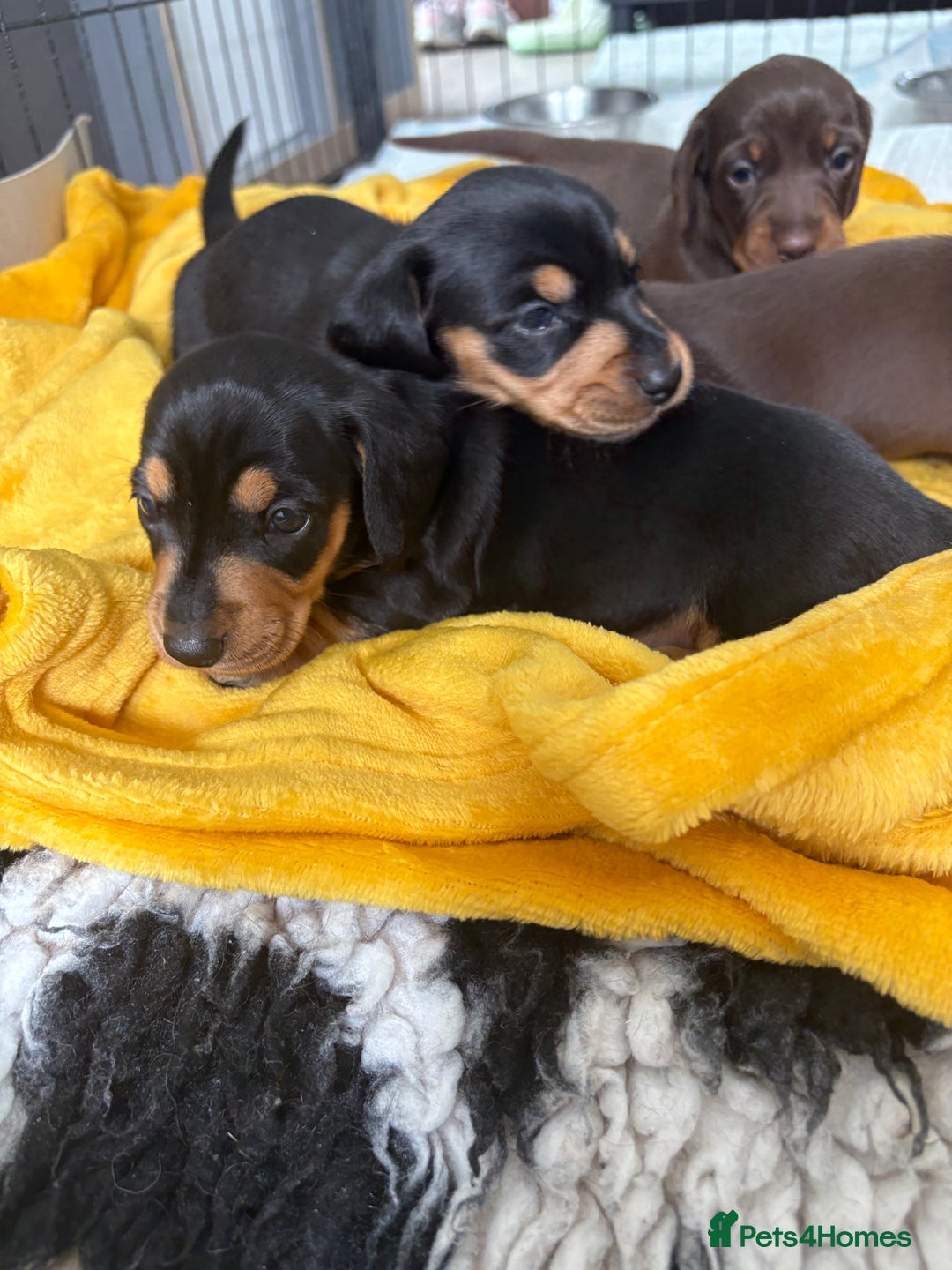 Miniature Dachshund dogs for sale: Miniature dachshund pups - Image 5
