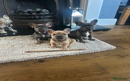French Bulldog dogs for sale: 3 Gorgeous French Bulldog puppies  - Image 8