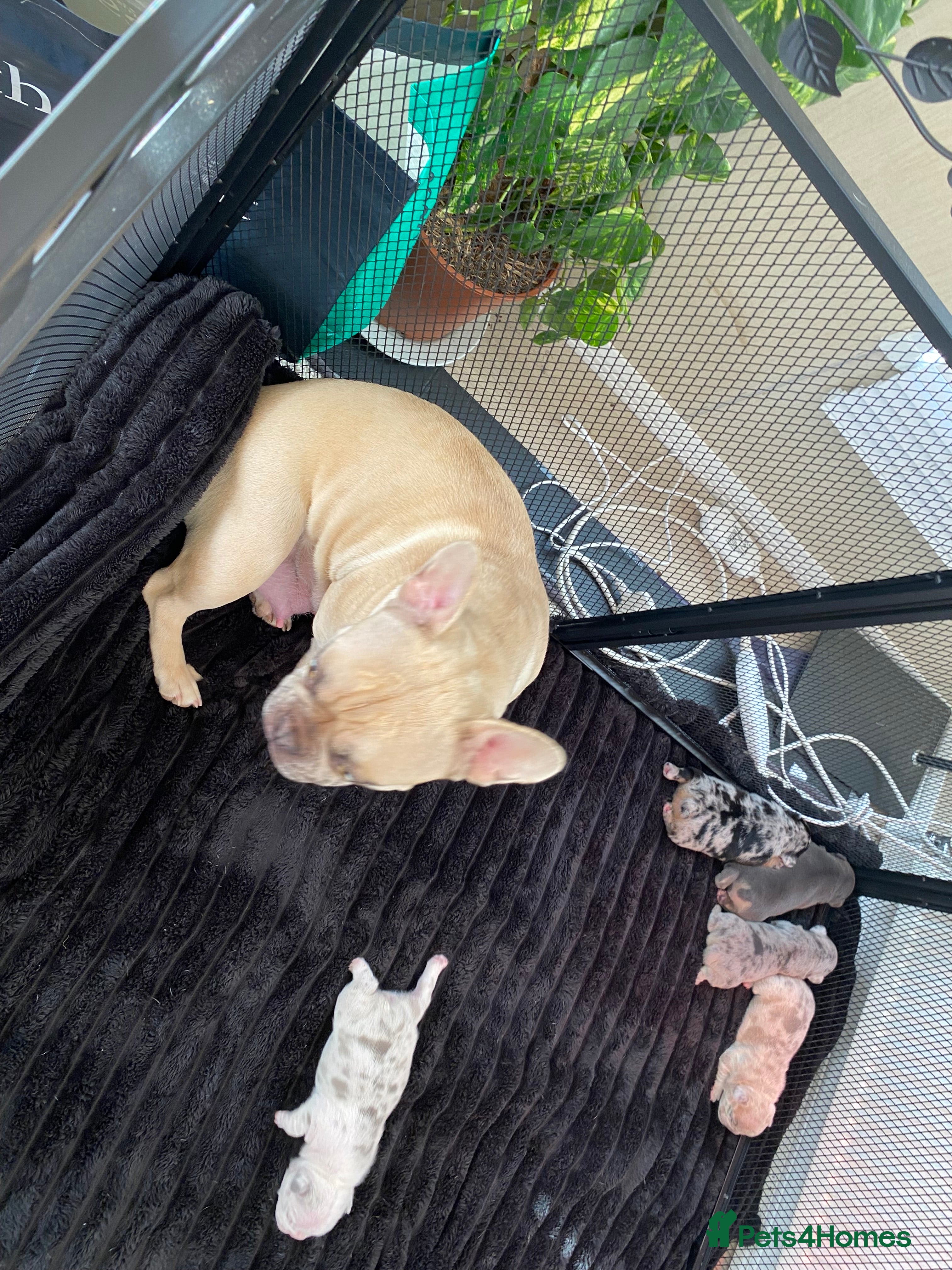 French Bulldog dogs Beautiful French Bulldog Puppies - Advert 5