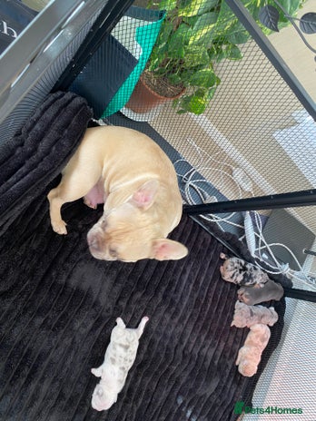 French Bulldog dogs French bulldog pups - Advert 4