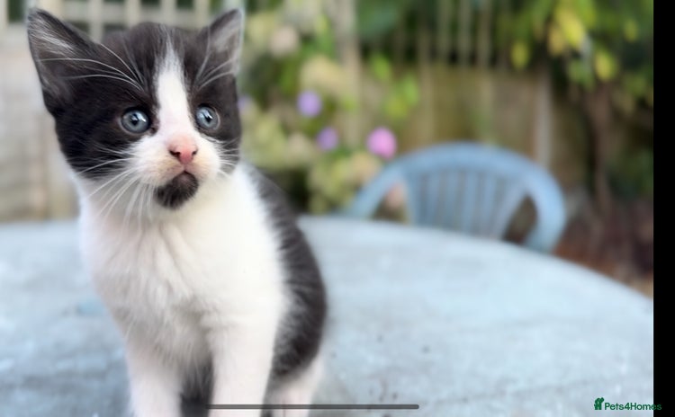 Mixed Breed cats - Advert 4