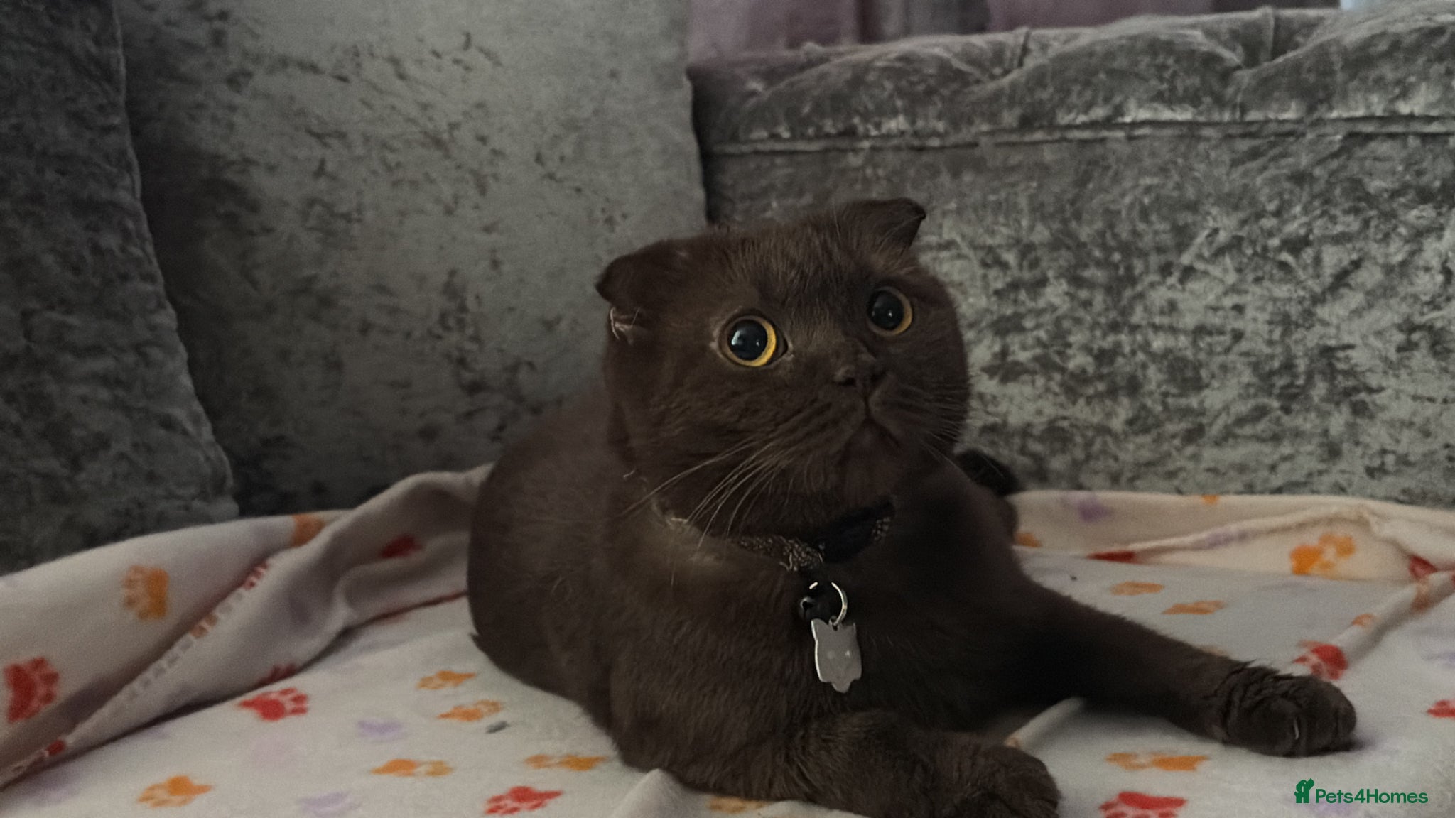 Scottish Fold cats SCOTTISH FOLDS 🥰 - Advert 1