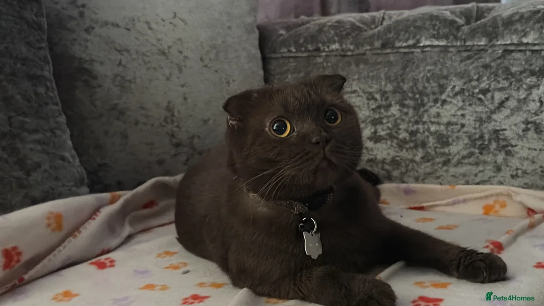 Scottish Fold cats for sale: SCOTTISH FOLDS 🥰 - Advert 1