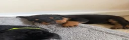 Rottweiler dogs for sale: Rottweiler pups  - Advert 13