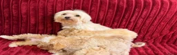 Maltipoo dogs for sale: Little Maltipoo F1 puppies❤️ - Advert 5