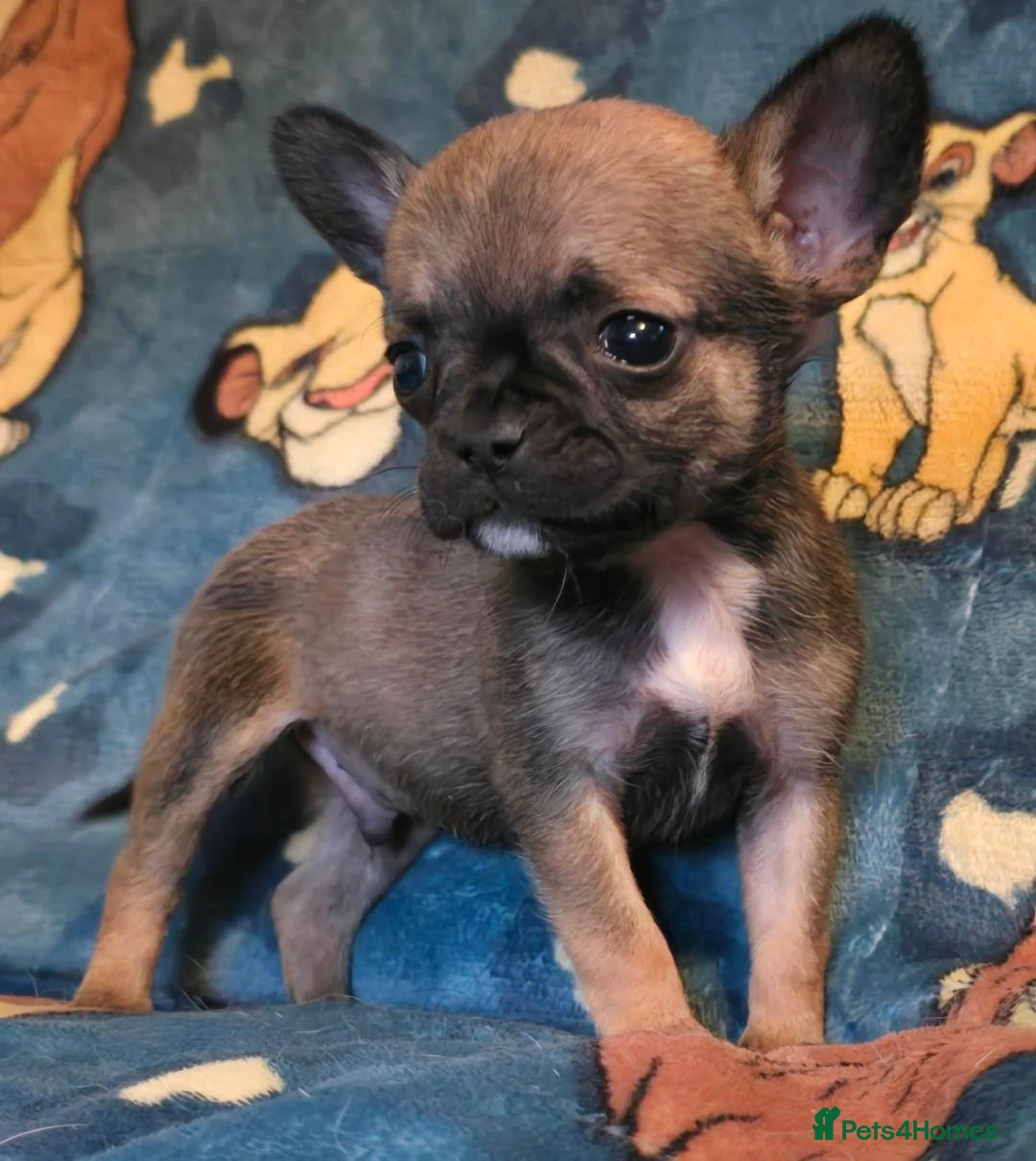 Mixed Breed dogs for sale: Bullhuahua puppies (French BulldogXChihuahua) - Advert 2