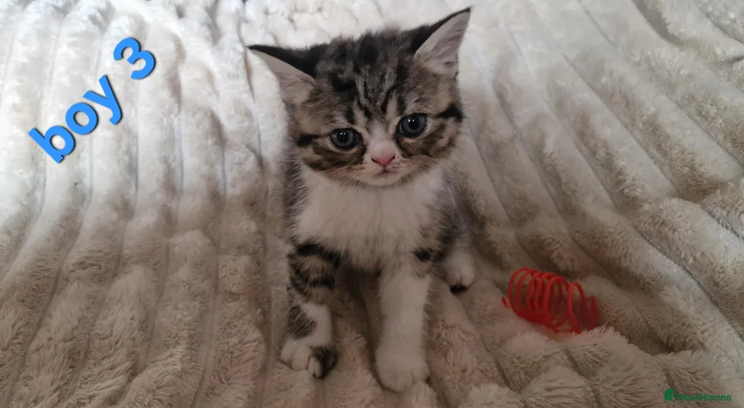 Exotic cats for sale: 4 beautiful exotic x kittens - Advert 24