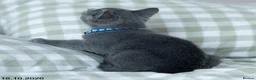 Russian Blue cats for sale: Adorable Russian Blue Kittens. - Advert 7
