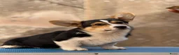 Welsh Corgi Pembroke dogs for sale: Quality Corgi pembroke  available for loving homes - Advert 8