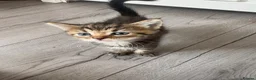 Mixed Breed cats for sale: Kittens for sale  - Advert 6
