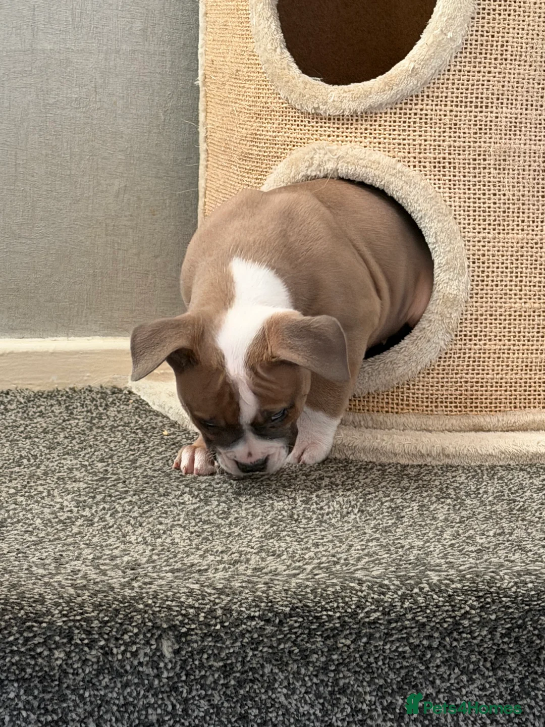 Mixed Breed dogs for sale: Pocket Bully / American Bully - Advert 10