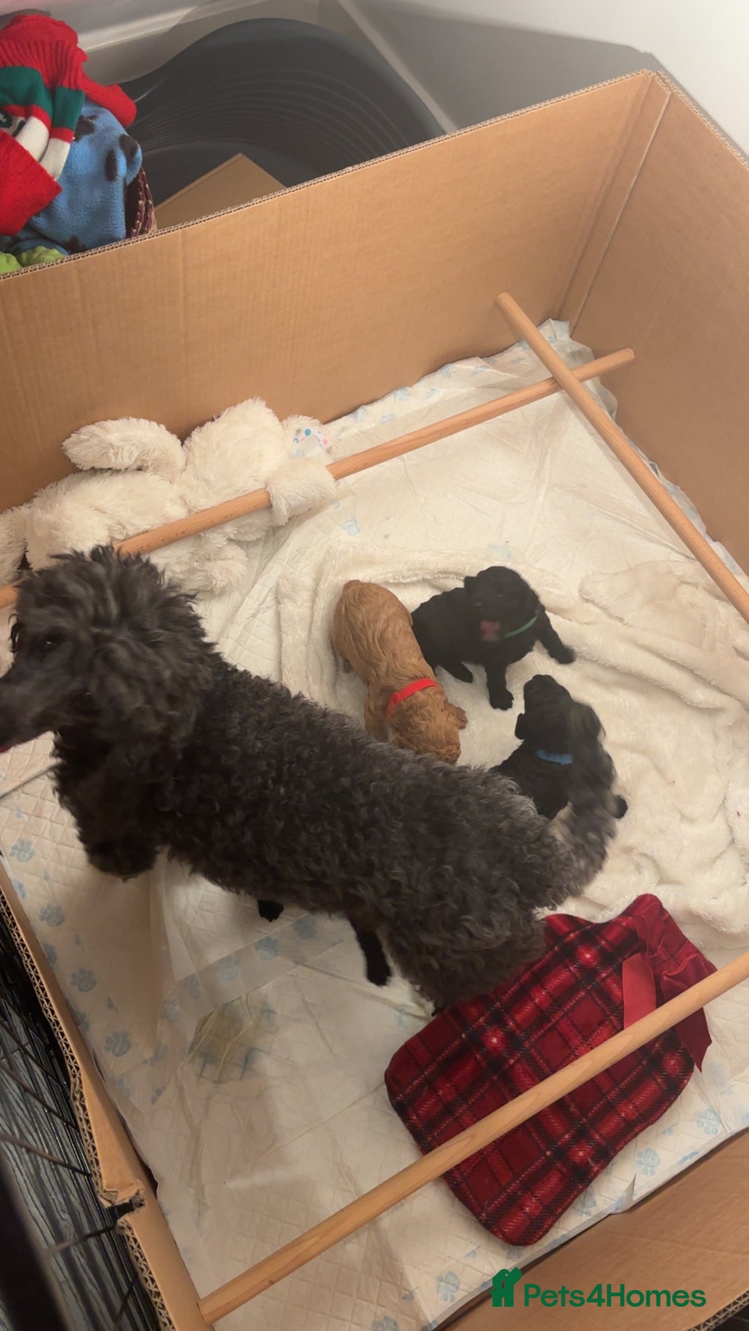 Cockapoo dogs for sale: Stunning Toy poodles ⭐️ - Advert 1