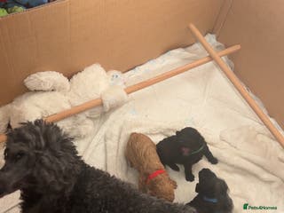 Cockapoo dogs Stunning Toy poodles ⭐️ - Advert 10