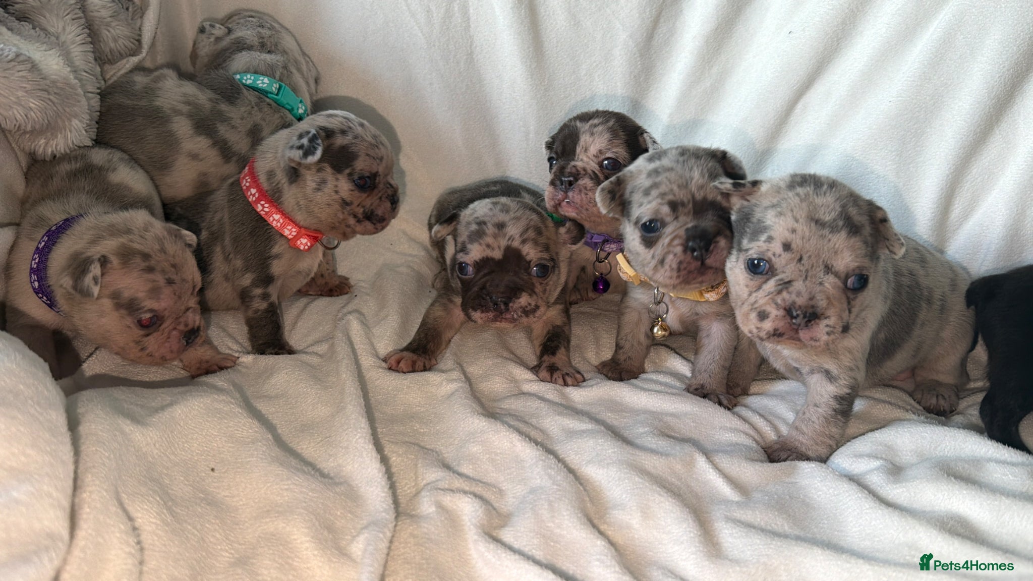 French Bulldog dogs Incredible litter 7 Merle 1 black. Best on net - Advert 5
