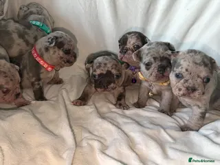 French Bulldog dogs Incredible litter 7 Merle 1 black. Best on net - Advert 5