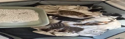 Bengal cats for sale: Bengal / Norwegian forest - Advert 15