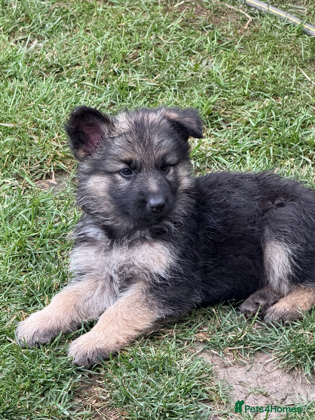 German Shepherd dogs for sale: Ready to leave 🐾 GSD Puppies - Image 36