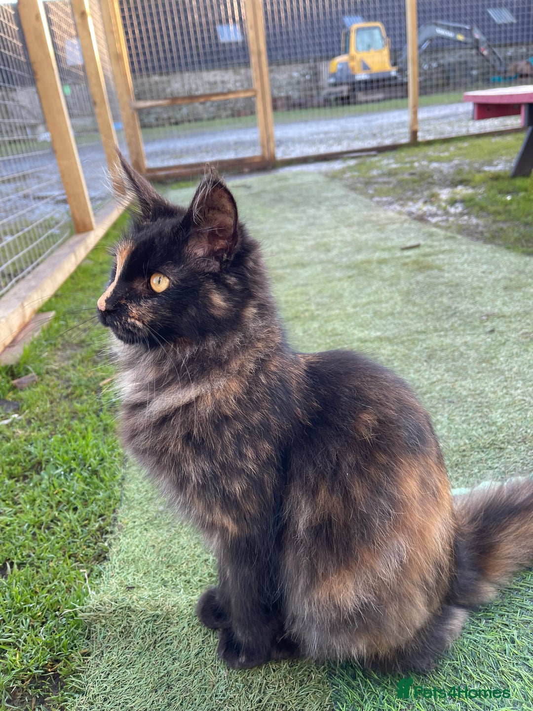 Maine Coon cats for sale: Top pedigree MaineCoon sisters  - Advert 25