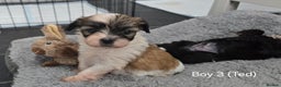 Malshi dogs for sale: Shih Tzu x Malshi Pups - Advert 12