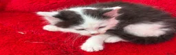 Mixed Breed cats for sale: Farm raised kittens  - Advert 5