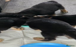 German Shepherd dogs for sale: German shepherd pups - Image 14