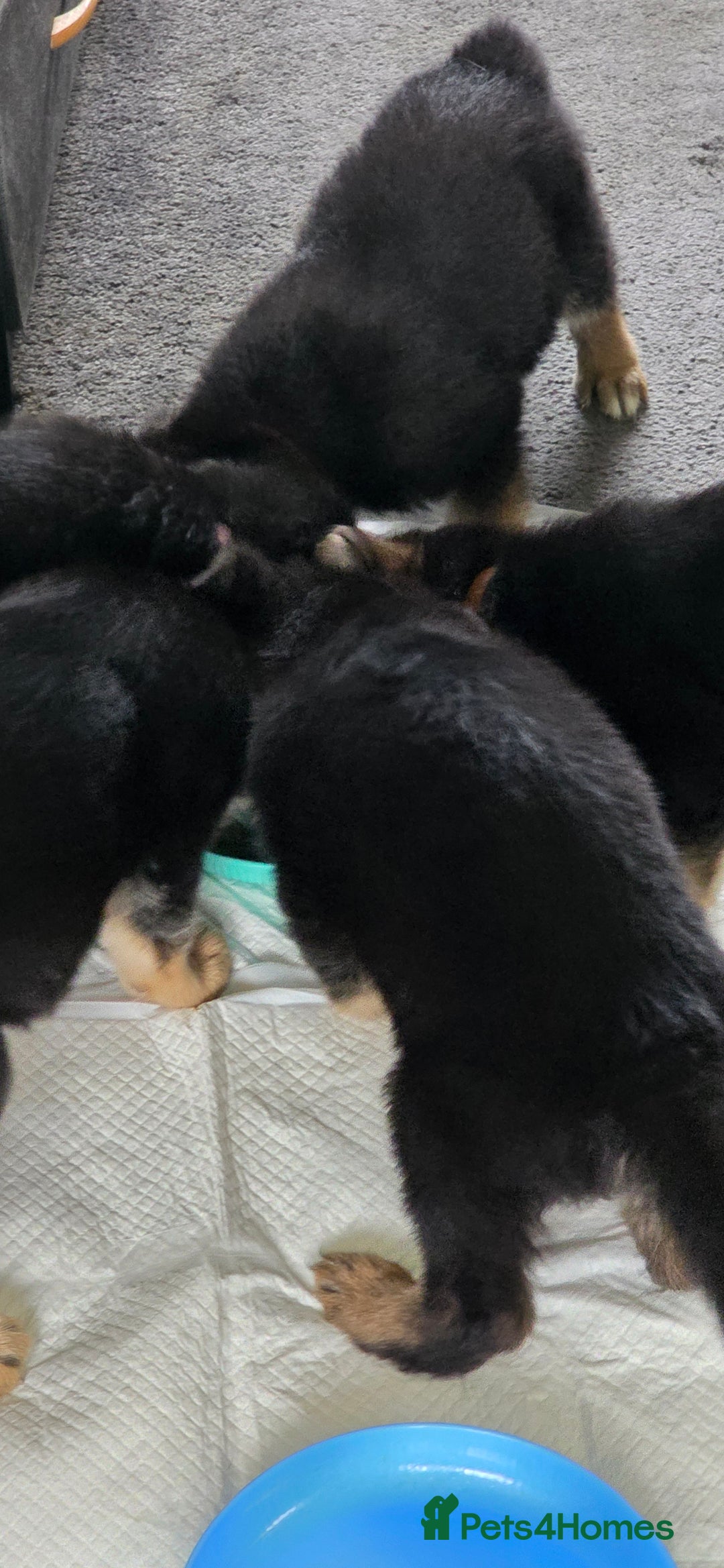 German Shepherd dogs for sale: German shepherd pups - Image 14