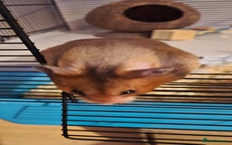 Hamster rodents for sale: Female Syrian hamster  - Image 5