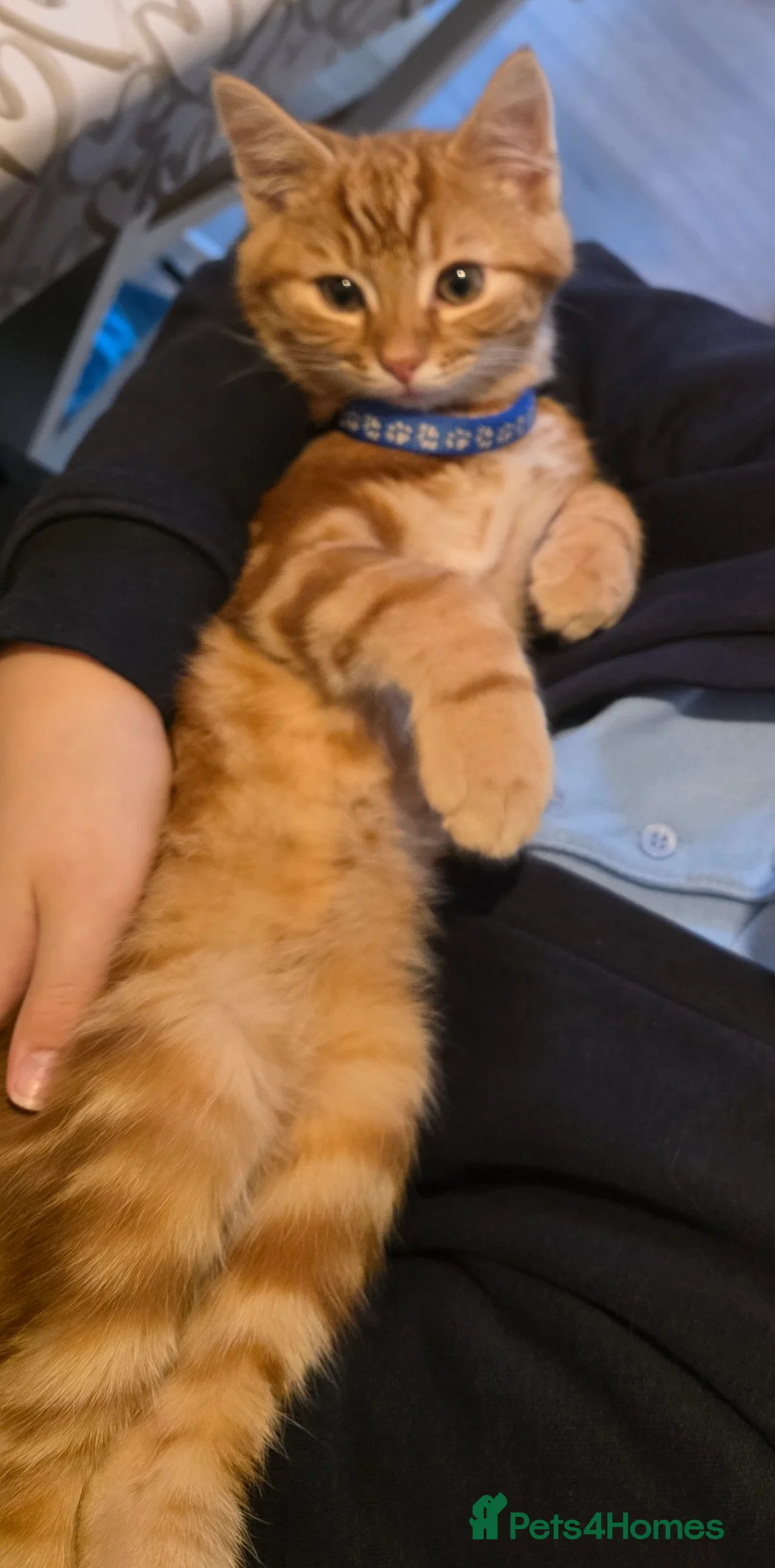 Mixed Breed cats for sale: Teddy, the 5 month old very loving boy for sale - Advert 3