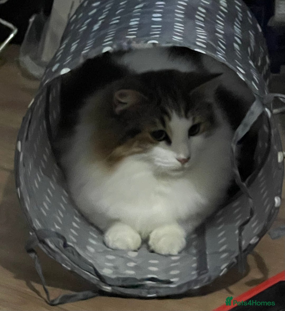 Mixed Breed cats for sale: Black Female kitten  - Advert 2