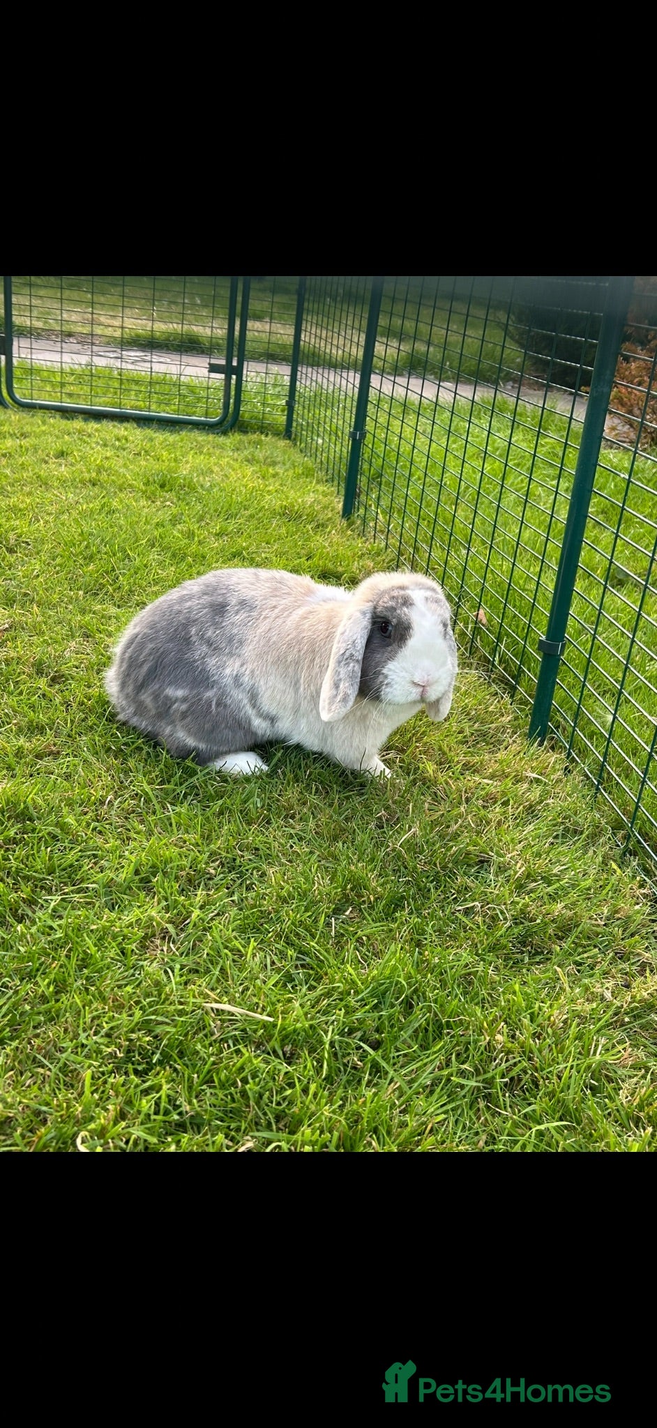 Mini Lop rabbits Neutered mini lop  - Advert 15